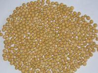 soybean