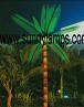 LED coconut palm tree light