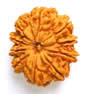 10 face Rudraksha