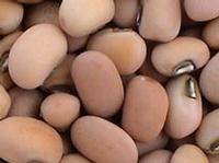 cowpea