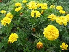 Sell Marigold Flower Extract