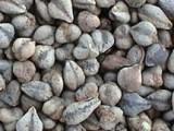 wild buckwheat