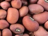 cowpea