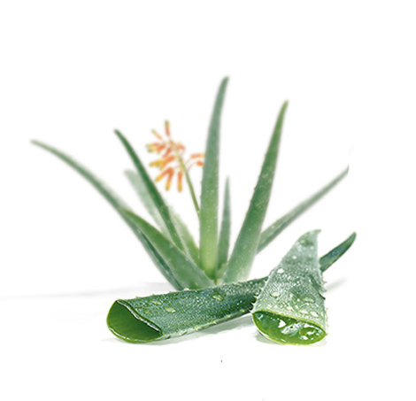Aloe Vera Toothpaste