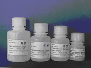 Tp Recombinant Antigens