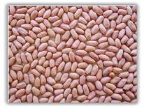 China peanut
