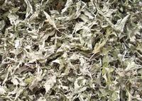 Mugwort Leaf