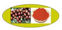 Chinese Date Fructus Jujubea