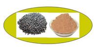 Fagopyrum Tataricum Extract
