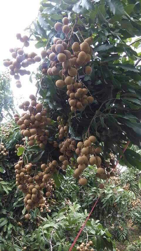 Fresh   longan