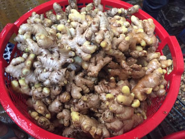 VIETNAM FRESH GINGER(BIRD GINGER: JAHE EMPRIT)