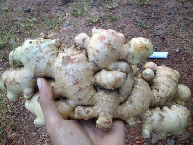 VIETNAM FRESH GINGER(ELEPHANT GINGER: JAHE MERAH)