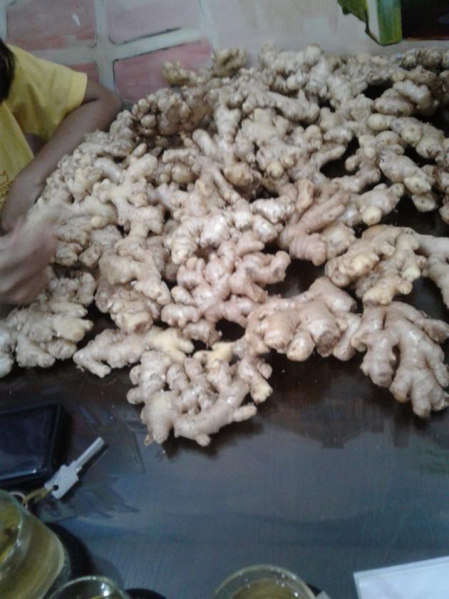 VIETNAM FRESH GINGER BIRD GINGER JAHE