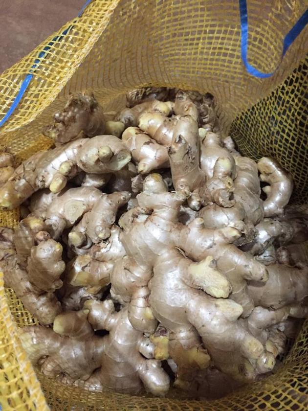 VIETNAM FRESH GINGER ELEPHANT GINGER JAHE