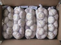 Pure White Garlic