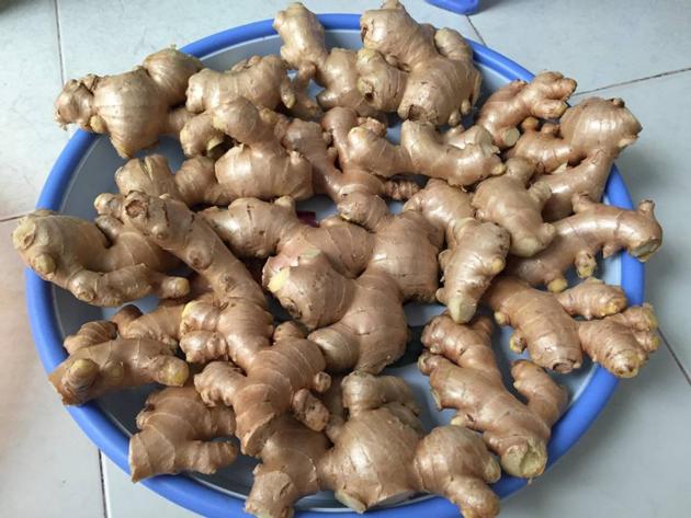 VIETNAM FRESH GINGER ELEPHANT GINGER JAHE