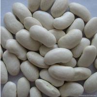 kidney bean