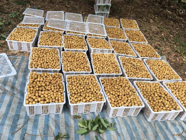 Fresh Longan
