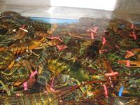live lobster