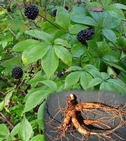 Siberian Ginseng Extract