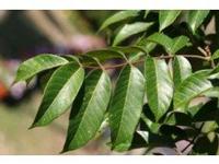 Olive Leaf extract