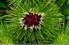 Great Burdock Fruit Extract