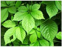 Gynostemma Extract Powder 