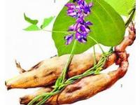  Puerariae extract  