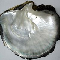 Sell Black MOP Shell, Gold/White MOP Shell, Abalone Shell, Paua