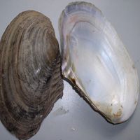 Chinese River Shell and Freshwater MOP Shell