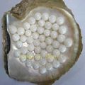 White Pearl Nucleus Made From Missisippi River Shell