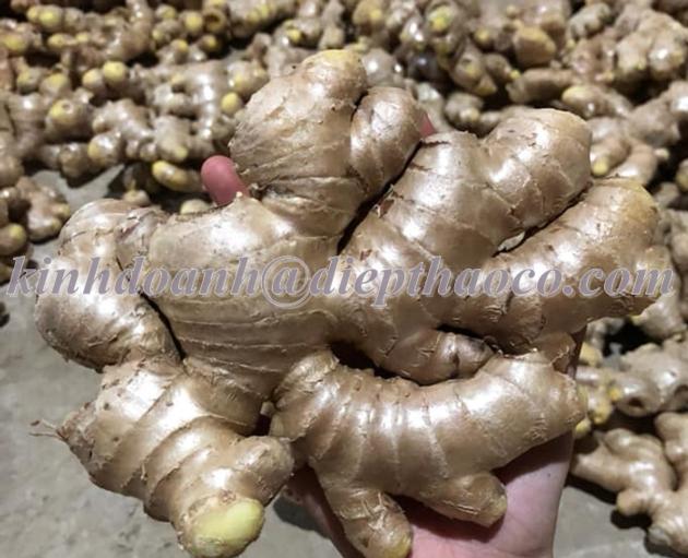 SUPPLIER FRESH GINGER FROM VIETNAM / GINGER