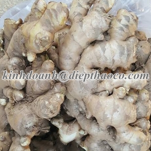 EXPORTER POWDER GINGER WITH HIGH QUALITY