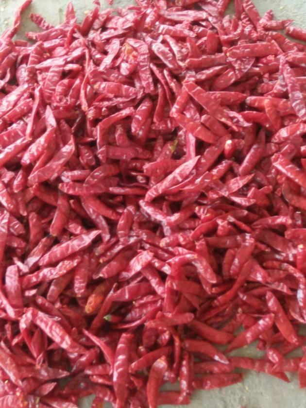 Supply 334 Chili Without Stem From India