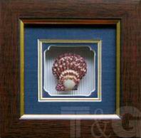 Framed Seashell Decorations!
