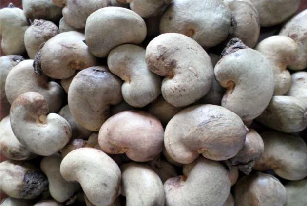 Raw Cashew Nuts whatsapp + 1 404-913-6190