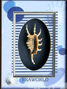 Seashell shadow box