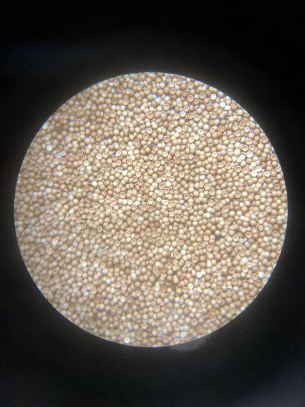 artemia cysts,brine shrimp eggs