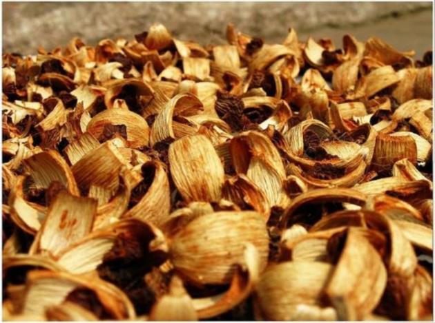 Supply Of Dry Areca Nut For