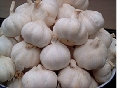 Need To Find Partners Import Indian Garlic