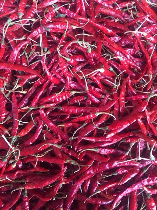 Supply TEJA S17 Chili From India