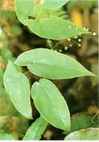 Epimedium grandiflorum