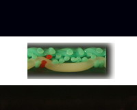 PMC, paper machine fabrics, dryer fabrics, screen belt, paper carrier rope