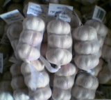 garlic2