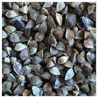 buckwheat