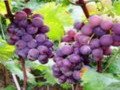 Grape seed extract