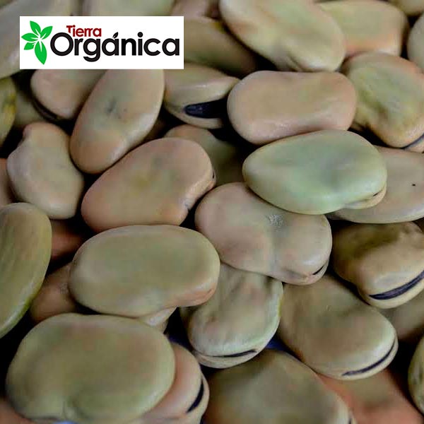 Fava beans (green, white, peeled)