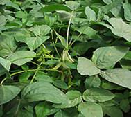 soybean extract