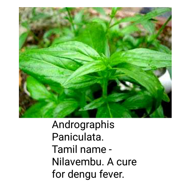 Herbal Extract