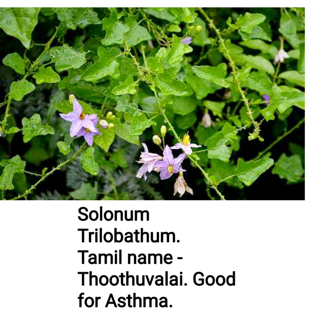 Herbal Extract